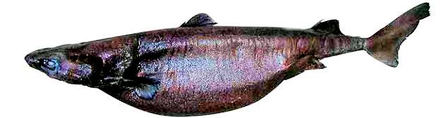 Etmopterus princeps_09.jpg